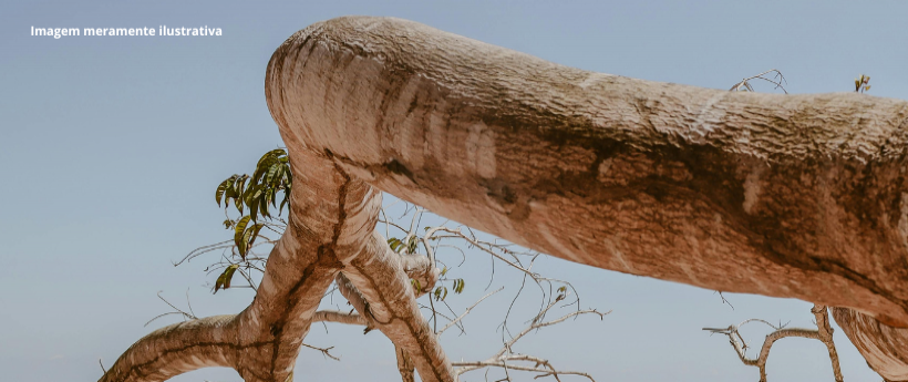 Queda de árvores causa transtornos no trânsito do Rio