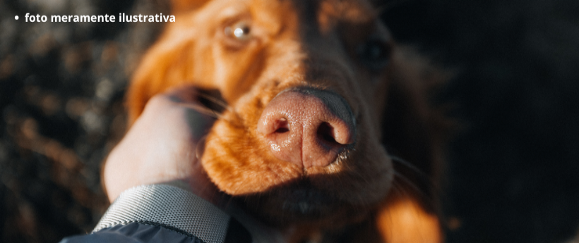 O Estado do Rio poderá passar a contar com um novo Código de Direito dos Animais. Com mais de 70 artigos e 16 capítulos, a normativa visa atualizar e substituir o antigo código, que é de 2002. A iniciativa é do projeto de lei aprovado pela Alerj em discussão única. A medida agora segue para sanção ou veto do Poder Executivo. O novo código reconhece os animais como seres passíveis de sofrimento e dotados de dignidade própria. De acordo com a proposta, compete ao poder público e à coletividade zelar pelo bem-