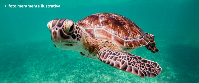 Homem é Flagrado Carregando Tartaruga Marinha em Copacabana