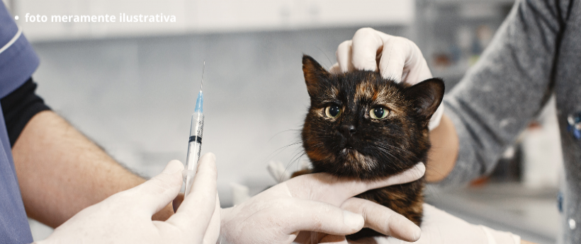 Rio Inaugura Novo Hospital Veterinário Municipal em Irajá