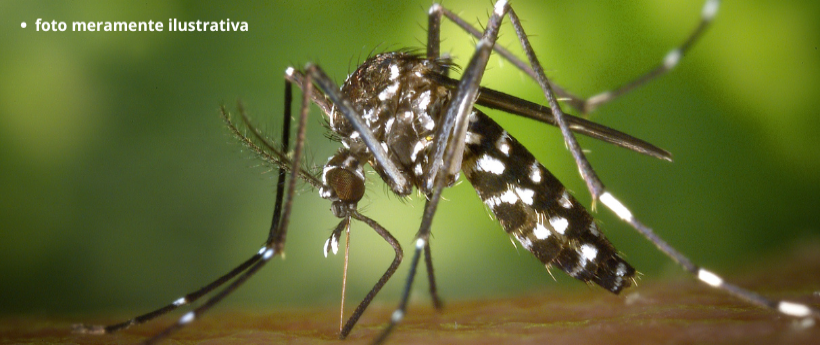 Casos de Mosquitos Crescem 24% no Rio em Dois Meses