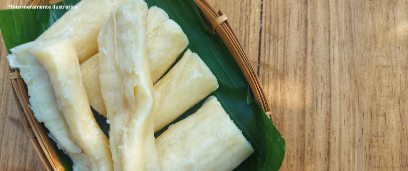 Festa do Aipim agita Tinguá com cultura, gastronomia e música