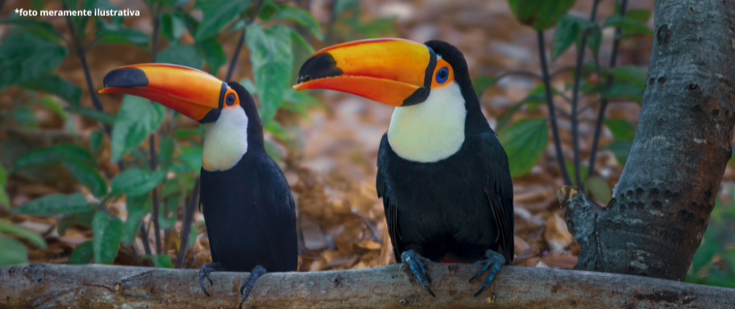 BIOPARQUE DO RIO REABRE APÓS CASO DE GRIPE AVIÁRIA