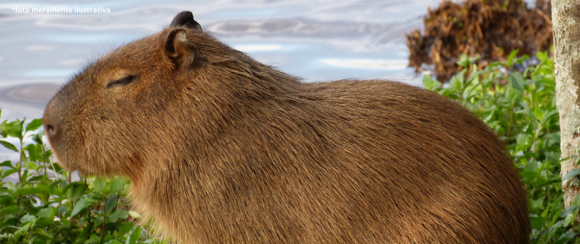 MORADORA É ATACADA POR CAPIVARA NA BARRA DA TIJUCA
