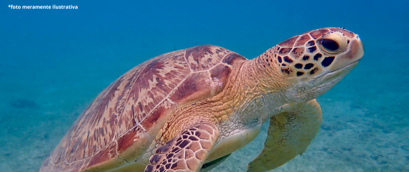 TARTARUGAS MORTAS EM CAMBOINHAS