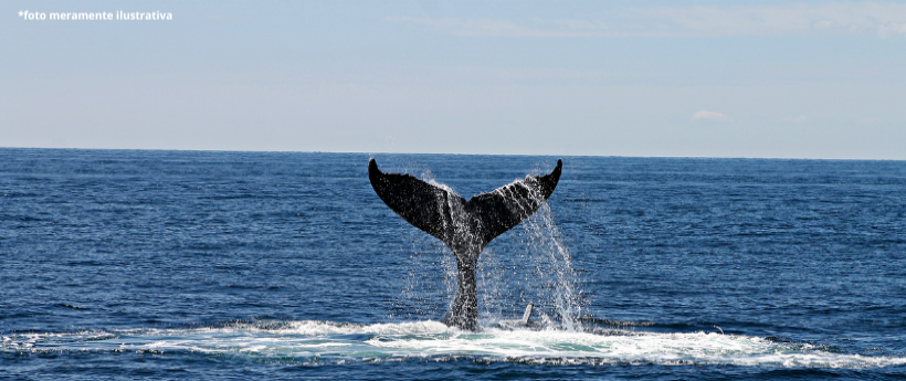 BALEIA ATINGIDA POR EMBARCAÇÃO EM ARRAIAL DO CABO