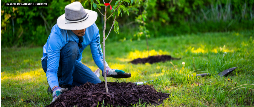 Iniciativa prevê plantio de 8 mil árvores para restaurar área ambiental