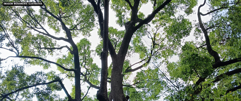 Enel Rio realiza podas de árvores com o objetivo de reduzir o impacto de folhas e galhos na rede elétrica