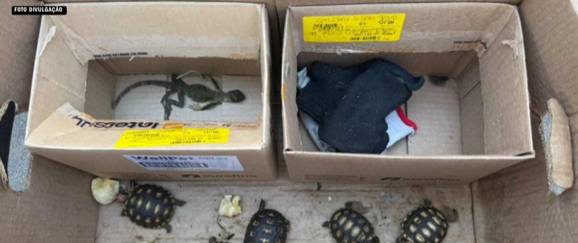 Operação do Inea resgata animais silvestres e prende três por tráfico em Duque de Caxias