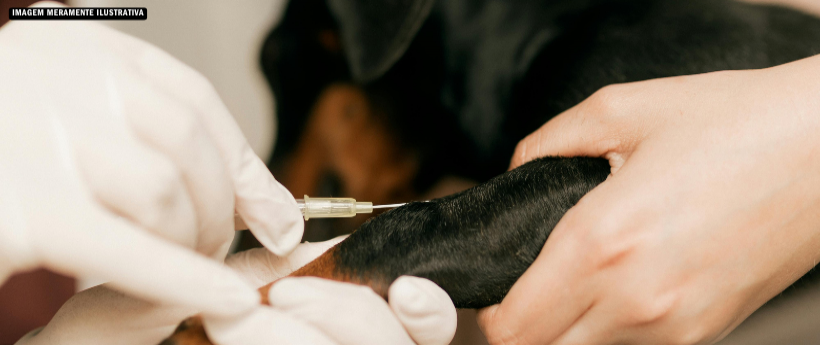 Imunização de cães e gatos acontece nesse sábado em Resende