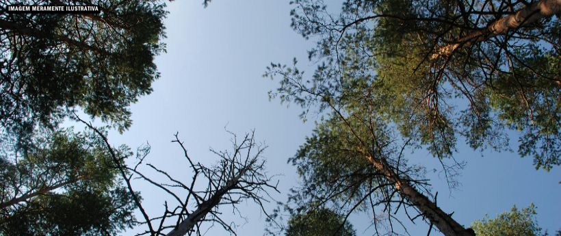 Baixada Fluminense planta futuro em ação pelo Dia das Florestas