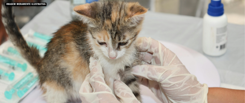 Interior do Rio avança em bem-estar animal com unidade básica de saúde animal 