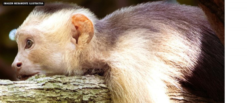 Operação Atena flagra tráfico de animais silvestres em Piraí