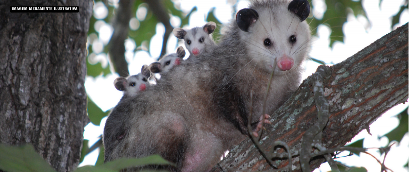 Família de gambás é resgatada, reabilitada e devolvida à natureza no Parque da Pedra Branca