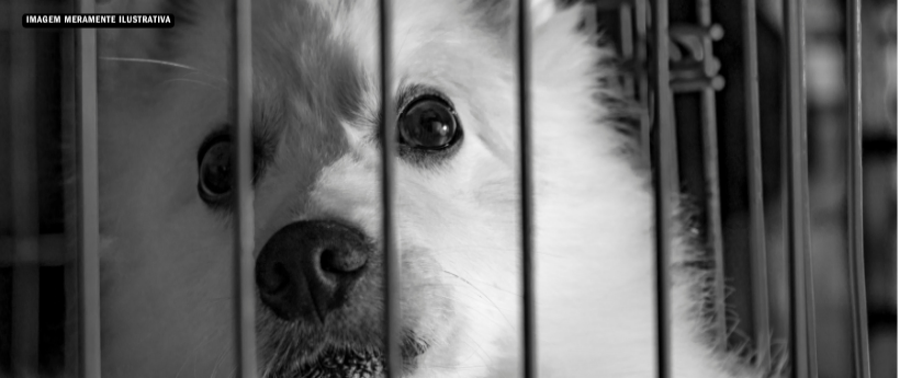 Disque Denúncia alerta para recorde de maus-tratos contra animais na Baixada e Região Metropolitana