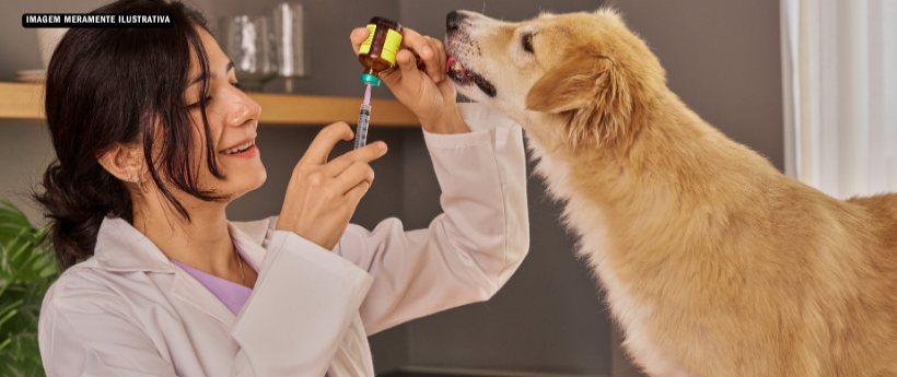 Vacinação animal em Petrópolis: saiba onde levar seu pet e quais os cuidados necessários