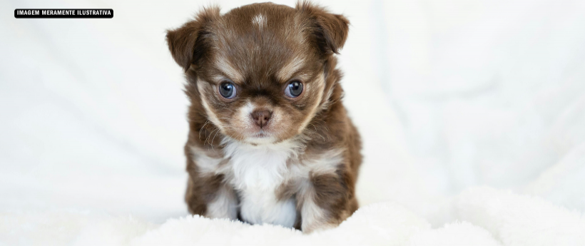 Animais do Canil Municipal já estão vacinados e aguardam por adoção consciente