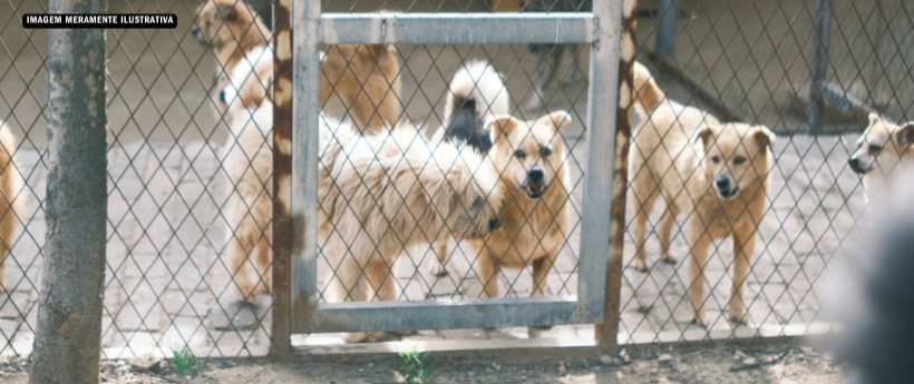 Cão invade escola e fere crianças e funcionários em Maricá