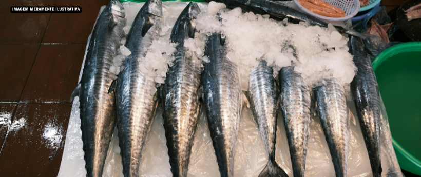 Mercado de Peixes de Macaé recebe 8ª edição do Festival de Frutos do Mar neste fim de semana