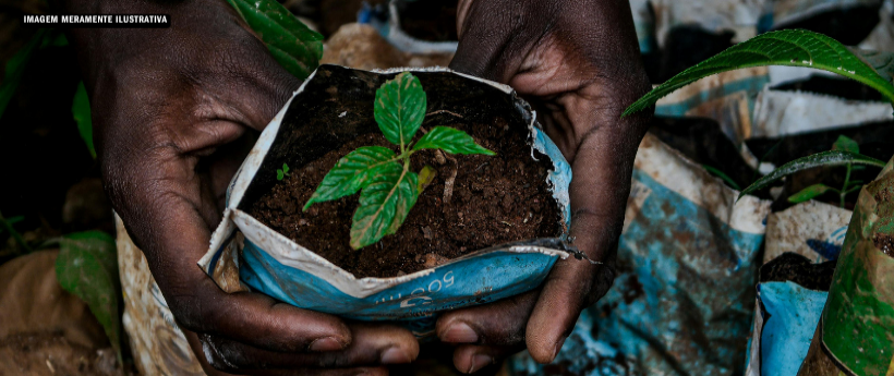 Projeto “Muda o Amanhã” se aproxima de 10 mil mudas plantadas no Parque da Pedra Branca