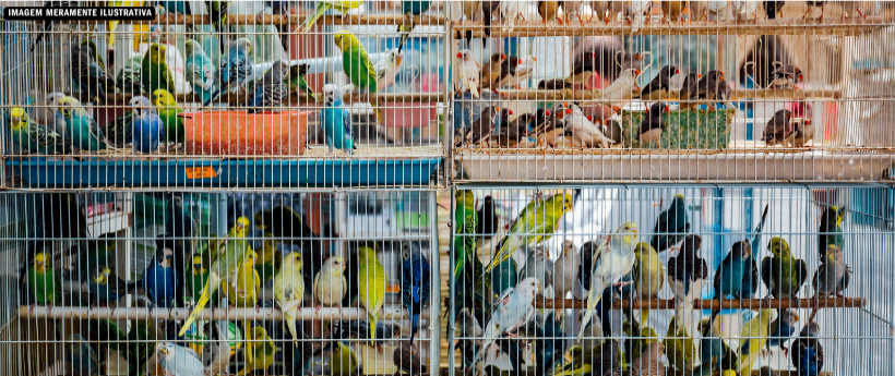 Operação contra crimes ambientais apreende aves silvestres e detém 30 pessoas na Baixada