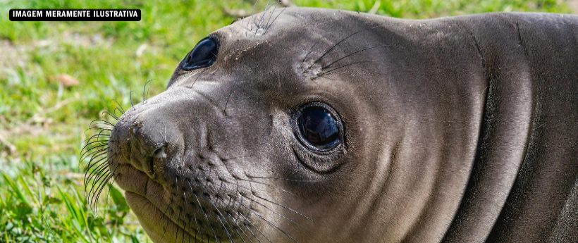 Elefante-marinho segue sendo monitorado em Niterói