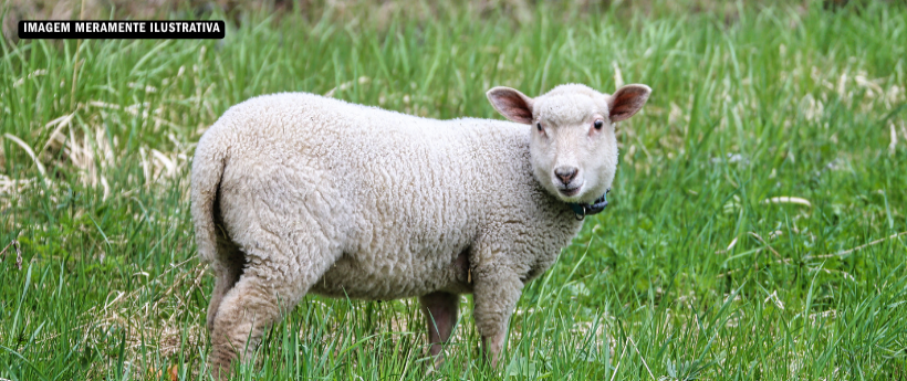 Carneirinhos são resgatados na Linha Vermelha e encaminhados para adoção
