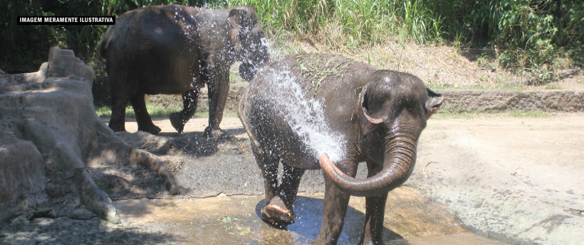 BioParque do Rio adota cuidados especiais com animais durante onda de calor