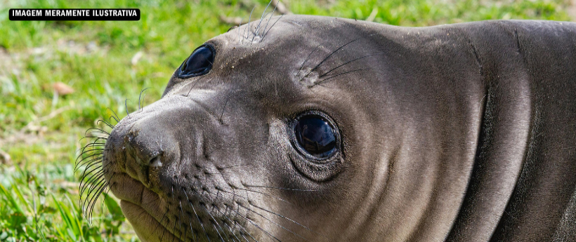 Elefante-marinho-do-sul é visto na orla de Piratininga, em Niterói