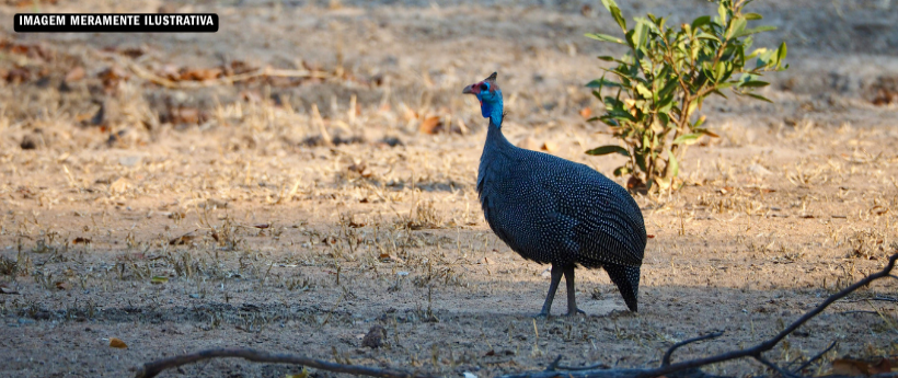 Influenza Aviária é confirmada em aves do BioParque do Rio