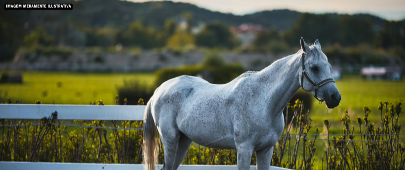 Cavalo circula na Avenida Presidente Vargas com sinais de maus-tratos
