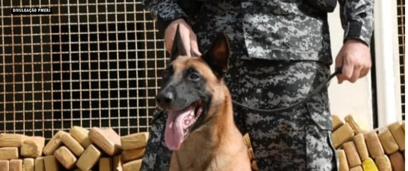 Cão farejador Hulk será homenageado com a Medalha Tiradentes