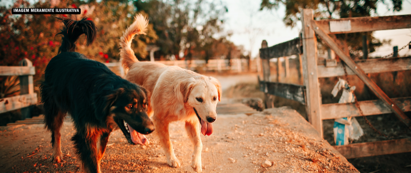 Polícia Civil resgata 50 animais de canil clandestino na Zona Norte do Rio