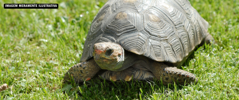 Homem é flagrado transportando 600 filhotes de jabutis em ônibus