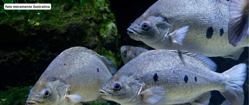 Centenas de peixes mortos foram encontrados nesta segunda-feira (9) na Praia da Barra da Tijuca