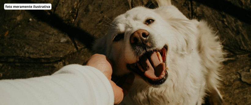 Petrópolis, na Região Serrana, começou a cadastrar tutores que desejam participar da primeira etapa do Programa de Castração Gratuita de Cães e Gatos, promovido pela Prefeitura.// Nesta fase inicial, serão disponibilizadas mil e duzentas vagas para atender moradores das regiões do Caxambu, Morin, Alto da Serra, Meio da Serra e Centro.// A cirurgia é gratuita e o tutor já sairá com o dia e o horário do procedimento agendados.// Para se inscrever, é necessário apresentar identidade, CPF e comprovante de resid