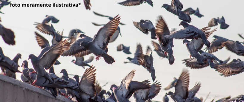 Desde a última segunda-feira, pelo menos 30 pombos foram encontrados mortos na Praça Shimon Perez, ao lado da estação Siqueira Campos do metrô, em Copacabana.// A situação tem alarmado os moradores da região e mobilizado autoridades locais.// Segundo a administração regional, as autoridades suspeitam que milho envenenado tenha sido espalhado na praça e alertam moradores: "Não deixe o seu pet solto, não deixe brincar por aqui."