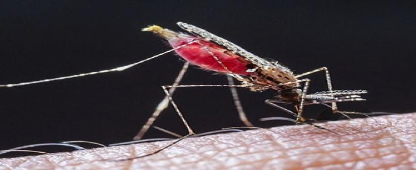 Oito casos de Malária foram confirmados este ano no estado do Rio de Janeiro. Todos foram  “importados” de outros países, ou tiveram local provável de infecção indeterminado, após investigação epidemiológica.