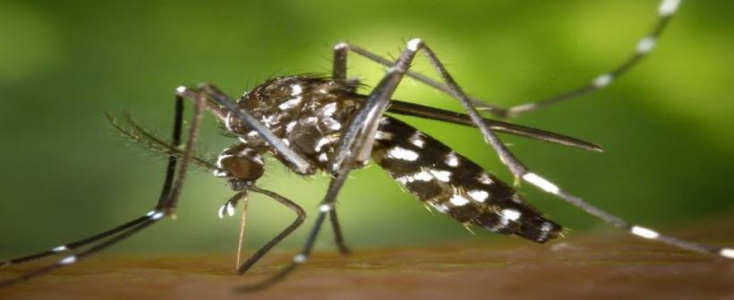 SES-RJ reforça equipes para acelerar resultados e confirmação de óbitos por dengue