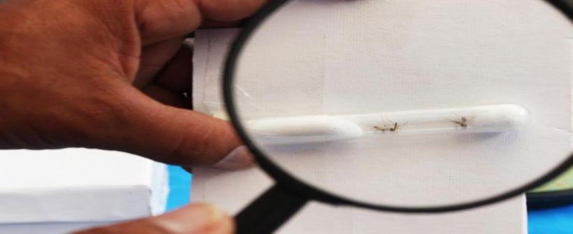 Boletim Epidemiológico: Casos de microcefalia e gestantes com síndrome exantemática