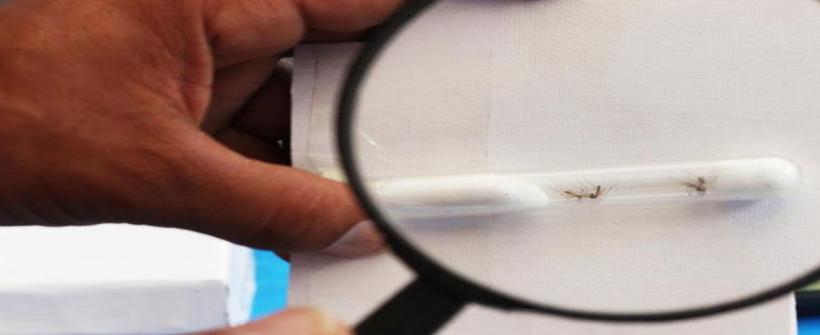 Boletim Epidemiológico de Dengue (13 de janeiro)