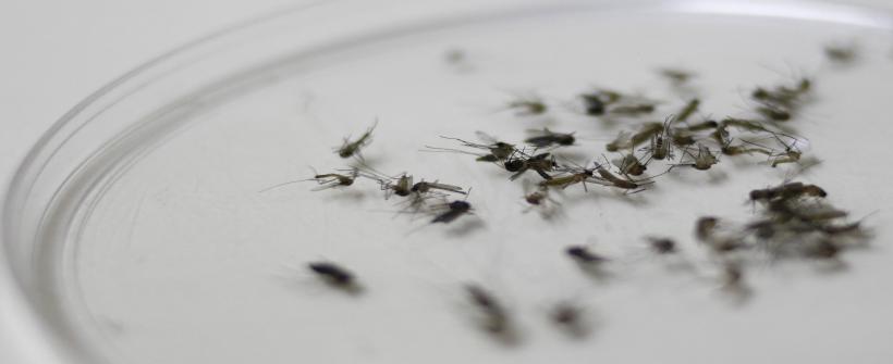 Estado está em nível de rotina e a Fiocruz previu  queda na incidência de casos para este ano; SES-RJ destaca que eliminar os focos do Aedes é fundamental para manter o controle 