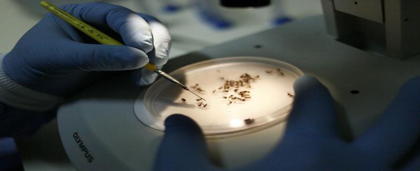 Confira as respostas para as 11 questões mais comuns, desde os sintomas às medidas de prevenção; confira também dicas para evitar focos do mosquito