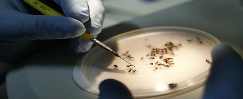 Dengue tipo 2 é a grande preocupação deste verão