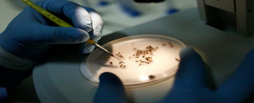 Dia Nacional de Combate à Dengue: ações realizadas pela SES-RJ com acompanhamento dos casos e orientações à população marcam a data