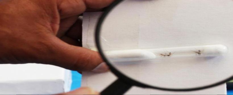 Estado lança curso gratuito sobre mosquito Aedes aegypti