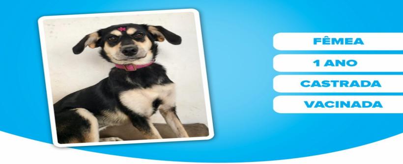 Governo do Estado e protetores de animais promovem campanha de adoção neste sábado