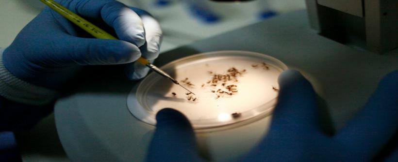 Governo do Rio lança campanha ‘Contra a Dengue Todo Dia’ nos desfiles do Sambódromo