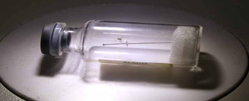 Virose, que era comum na região amazônica, tem avançado no Sudeste