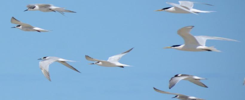 Influenza Aviária: Estado do Rio confirma sete focos de ave silvestre com H5N1